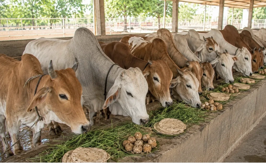 Gau Seva