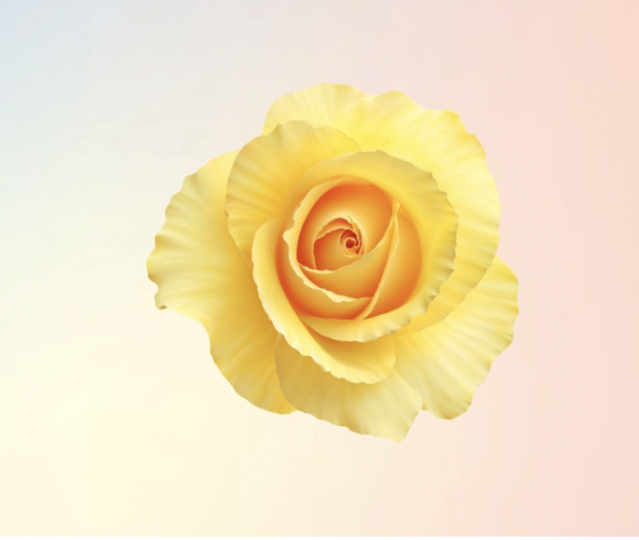 Yellow Flowers